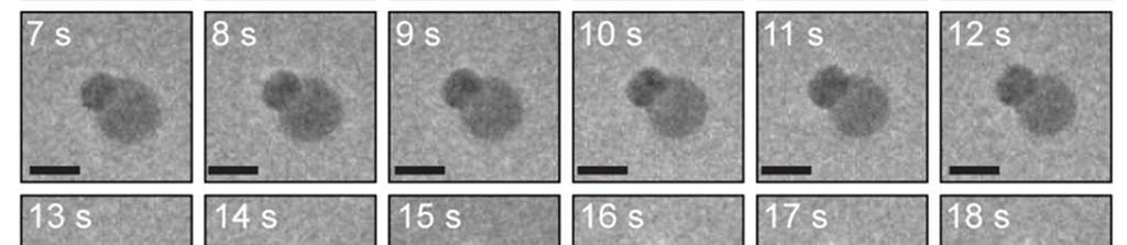 of ~7 electrons s 1 Å 2 within the TEM; Scale bar: 20 nm.