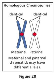 Modeling Mitosis and Meiosis Kit Activity 3: Modeling Crossing-Over Note: Before starting this activity, remember that sister chromatids are copies of the same chromosome and are often attached via a