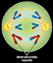 ANAPHASE II The sister chromatids of each chromosome pair separate and move to opposite poles of the cell.