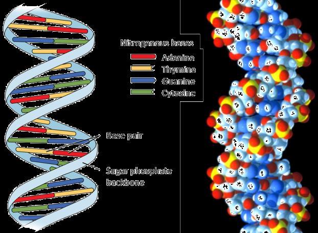 2. The Structure of DNA Students: Model the processes involved in cell replication, including but not limited to: DNA replication using the Watson and Crick DNA model, including nucleotide