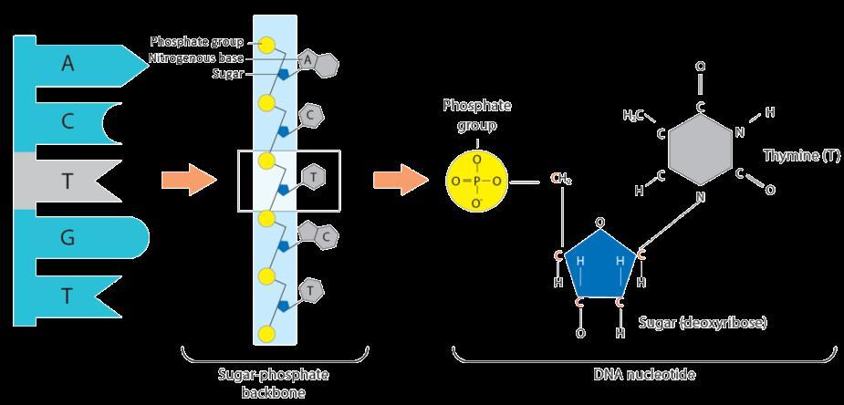 Specifically, DNA is a biopolymer made up of repeating subunits called nucleotides. Each individual nucleotide contains three basic components: 3. A sugar (in the case of DNA, the sugar deoxyribose).