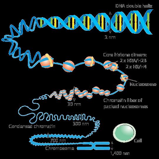 DNA, Genes and Chromosomes Genes are sequences of DNA that contain specific information for making proteins. Each gene has a particular sequence of nitrogenous bases.