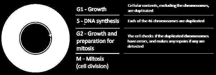1. Cell Division Students: Model the processes involved in cell replication, including but not limited to: Mitosis and meiosis Mitosis Cell division is the process that cells undergo in order to form