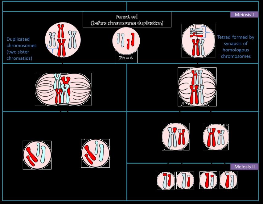 Mitosis vs. Meiosis Before we focus on the process of meiosis and its role in inheritance, we will first revise the differences between mitosis and meiosis.