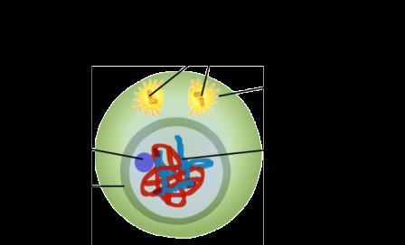 As you can see in the following diagram, interphase takes up the majority of a cell's lifecycle.