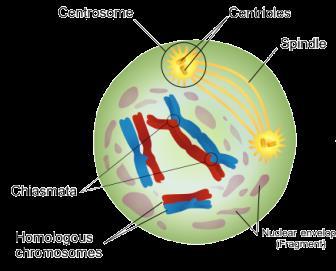 PROPHASE I During prophase I, genetic material condenses into chromosomes. The nuclear envelope and nucleolus disappear, and spindle fibres form and spread across the cell, as shown below.