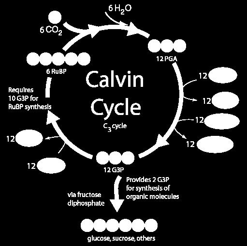 20. Complete the following table: Process Light-Dependent Light-Independent /Calvin Cycle Where does it occur? (Be specific!) Thylakoid Membrane Stroma What goes in?