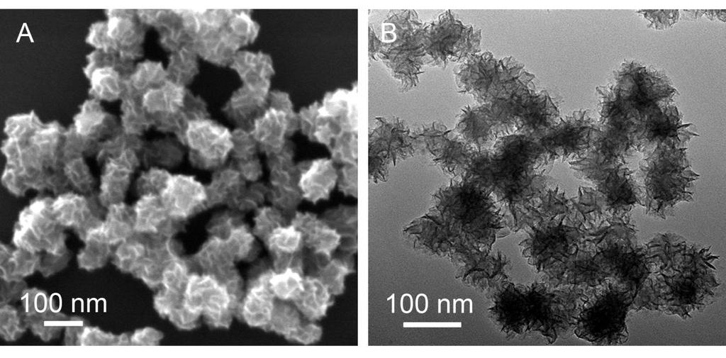 Figure S4. (A) SEM and (B) TEM images of pure MoS2. The free-standing MoS2 is tightly aggregated into microspheres in various diameters and coalesced together.