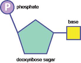 30. Complete the chart below: Macromolecule Building Blocks Functions Examples Carbohydrate Sugar Energy Used in everyday life Glucose, Ribose, Sucrose Anything that ends in -ose Protein Amino Acids
