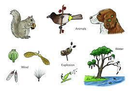 Why is it important for animals in natural habitats to eat and disperse the seeds of