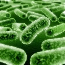 What is a microorganism?