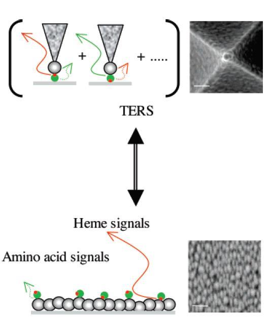 Applications: biotechnology The heme protein, Cytochrome C has been studied using TERS; TERS detected both the heme and amino acid vibrational bands of Cytochrome C, using resonance excitation at 532