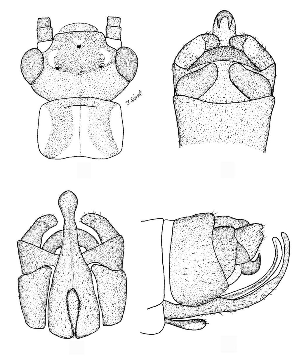 1 2 3 4 Figs. 1-4. Neonemura copa. 1. Head and pronotum. 2. Male terminalia, dorsal. 3. Male terminalia, ventral. 4. Male terminalia, lateral. Larva. Unknown. Etymology.