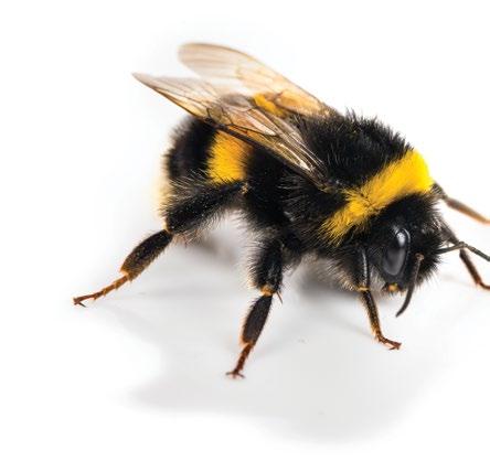 4 Factors affecting bees We are often confronted with alarming headlines that bees are dying out. The truth is: They are not.