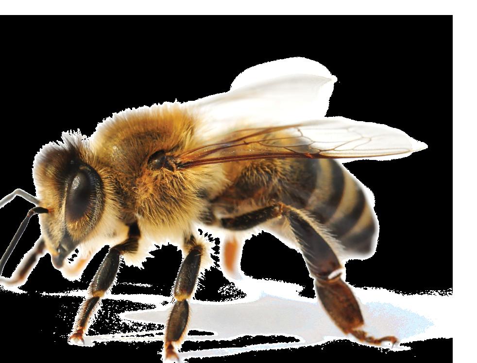 The situation is looking more challenging for wild bees: There are over 20,000 different bee species, each with their own biologies and needs.
