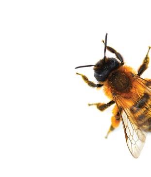 Honey bees forage on a broad range of plants and need good nutrition throughout the season. Managed honey bee colonies are usually housed in hives; feral colonies in nest cavities in deadwood.