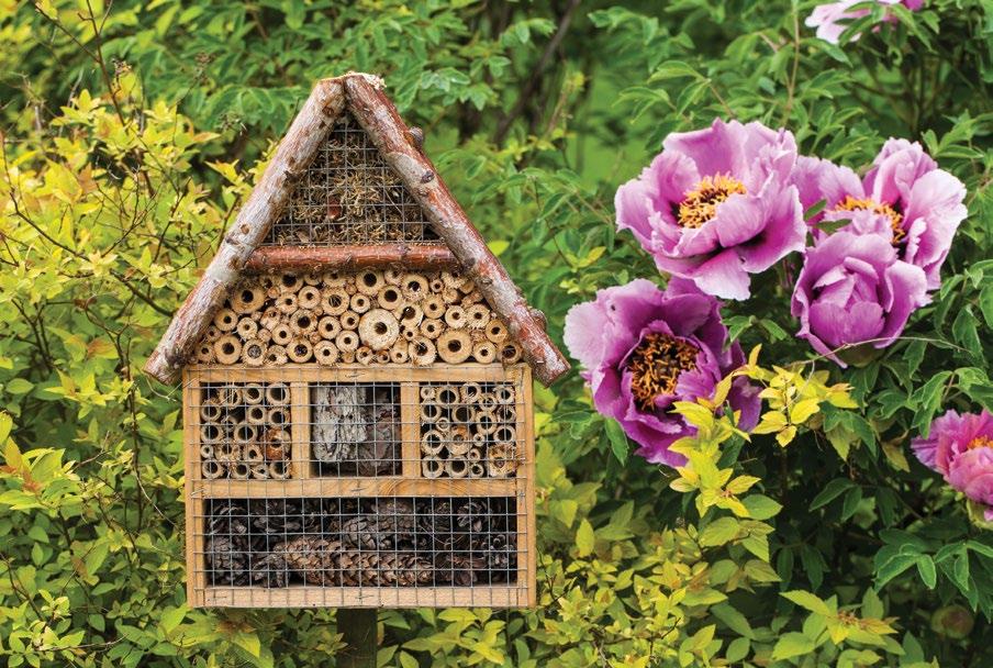 5 What can I do to support bees? A lack of nutrition for honey bees and the loss of habitat for wild bees are key threats for these pollinators.