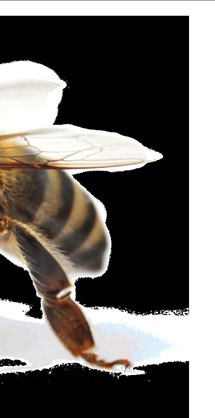The Bayer Bee Care Program Bees and other pollinators are facing some key challenges in much of our modern world. Protecting them is a shared responsibility for us all.