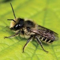 Western Honey Bees (Apis mellifera) are not doorstep foragers.