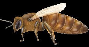 In the wintertime, the beehive contains the queen and about 5,000-10,000 winter worker bees. Queen The queen is the largest bee in the honey bee colony at almost two centimeters long.