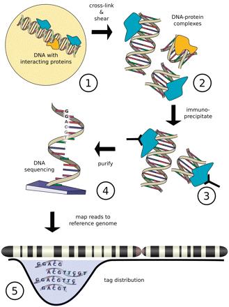CHIP-SEQ MEASUREMENT OF PROTEIN- DNA INTERACTIONS Szalkowski, A.M, and Schmid, C.D.(2010).