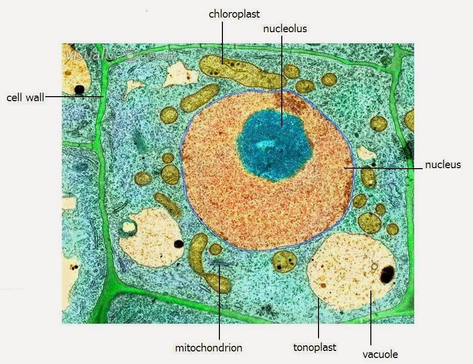 Eukaryotic Cells Have a Nucleus Have Membrane Bound