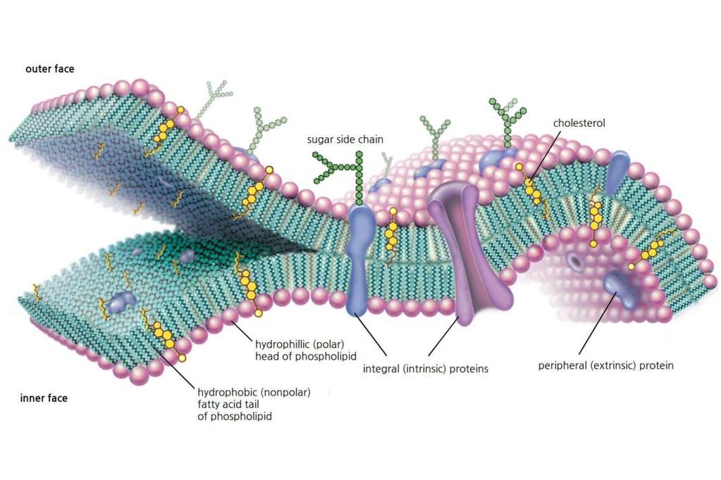 Cell Membrane: Surrounds the cell Controls