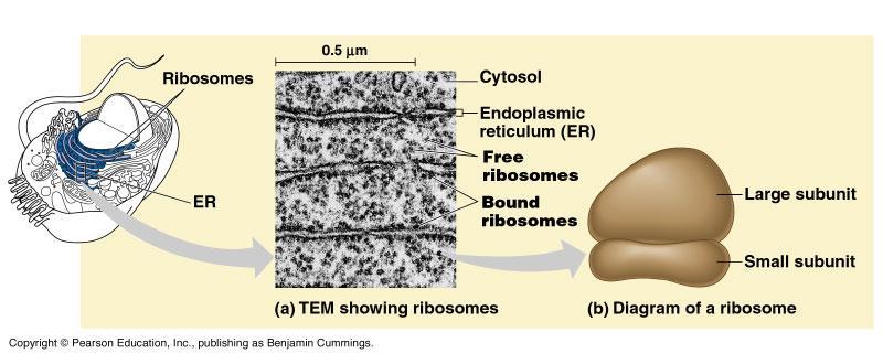Ribosomes: Make proteins for the cell Found in the cytoplasm or on the Rough