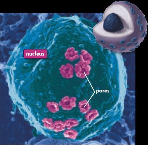 Nucleus: Includes the following 4 structures: Nuclear Envelope (Membrane): Controls movement into and out of