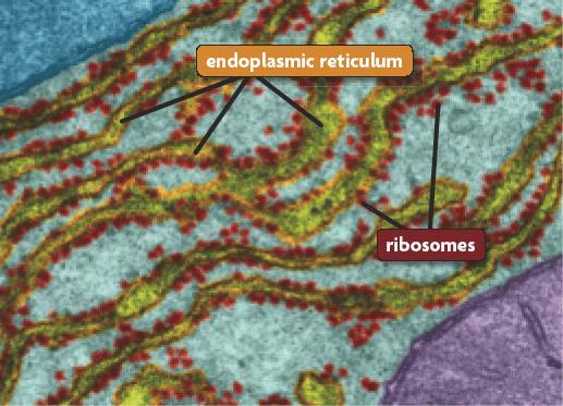 Endoplasmic Reticulum (ER): Interconnected network of channels aids in
