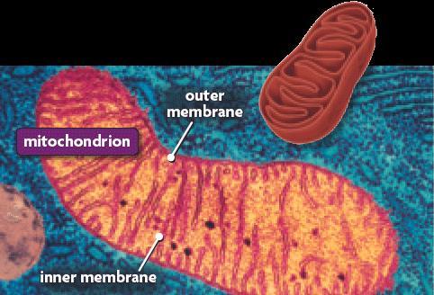 Mitochondria: Chemical reactions