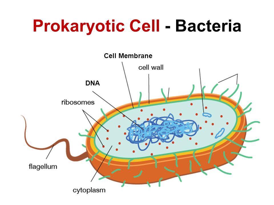 Prokaryotic Cells (Bacteria) Contain the following cell