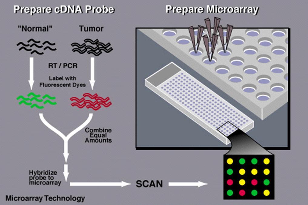 Microarrays provide a means to measure gene