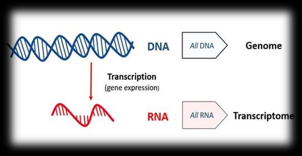Transcriptomics Study of sets of all messenger RNA molecules in the cell Also be called as Expression Profiling- DNA Micro array RNA sequencing NGS Used to analyse the continuously changing cellular