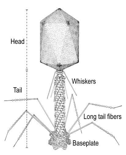5 Chapter 19 - viruses 22 Describe two ways viruses are named? 23 Label the components of the T4-Bacteriophage?