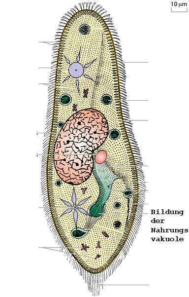 Ciliates Broughton High School 8 47. What are cilia?. 48. What do ciliates use cilia for?. 49. Label the following diagram of a Paramecium? 50.