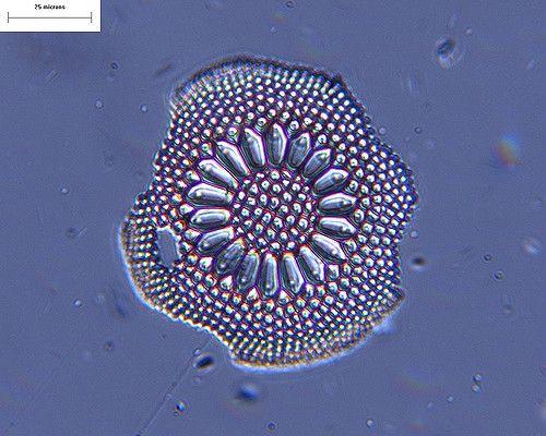Diatom and Brown Algae