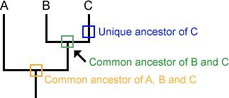 Understanding phylogenies Similarly, each lineage has ancestors that are unique