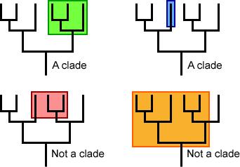 Clades A clade is a grouping that includes a common ancestor and all the
