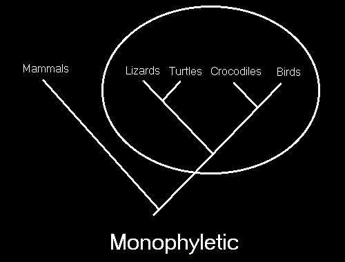 Monophyletic includes