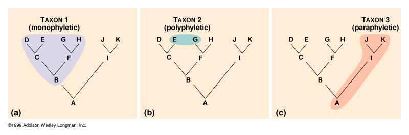 Taxa Taxon (pl. taxa) = any group of organisms that is given a formal taxonomic name.