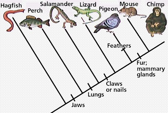 Cladogram Which share a common
