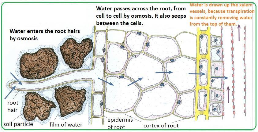 The figure showing the radial conduction of water in three different ways Apoplastic (through the non-living cell wall), symplastic (through the living parts ie cytoplasm) and transcellular (water
