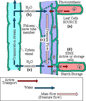 Mechanisms of phloem transport In contrast to xylem phloem is a living tissue. It has cross walls. It transport the sap which contains mainly sugar apart from hormones.
