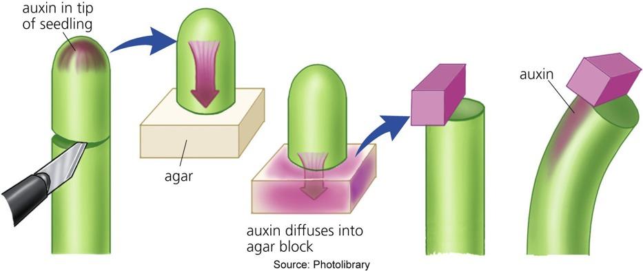 Auxin The substance inducing the curving of the coleoptile is auxin or indole-3-acetic acid (IAA) Indole