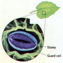 Stomata are small openings on the underside of leaves for gas exchange (O 2 & CO 2 ) D. Guard cells on each side of the stoma help open & close the stomata E.
