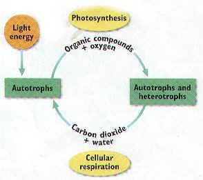 III. Biochemical Pathways A. Photosynthesis and cellular respiration are biochemical pathways B.