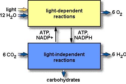 Dark Reaction: ATP + NADPH 2 + CO 2 C 6 H 12 O 6 Carbon dioxide is split, providing carbon to make sugars. The ultimate product is glucose.