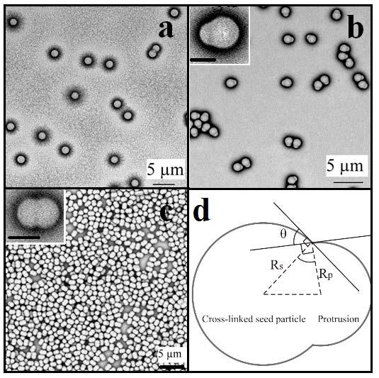 Supplementary Figure 1. Scanning electron microscopy (SEM) images and schematic model image of the three different colloidal building blocks.