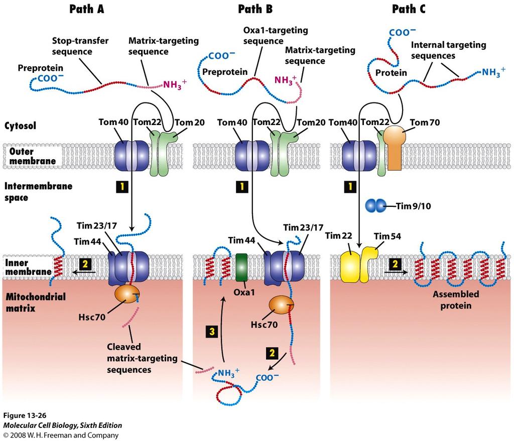 Targeting to the Inner Membrane Occurs Via 3 Distinct Routes Stop-Transfer-Mediated Oxa1-Mediated